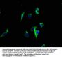 ATP2C2 Antibody