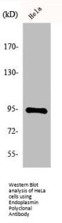 HSP90B1 Antibody