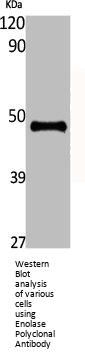 ENO2 Antibody