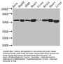 ATP5B Antibody