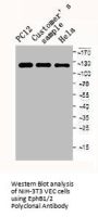 EPHB1/EPHB2 Antibody