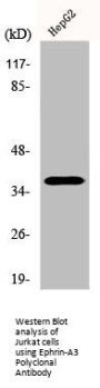 EFNA3 Antibody