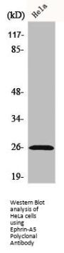 EFNA5 Antibody