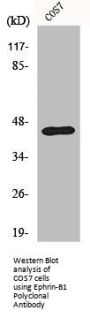 EFNB1 Antibody