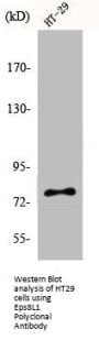 EPS8L1 Antibody