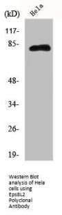 EPS8L2 Antibody