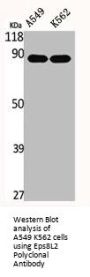 EPS8L2 Antibody