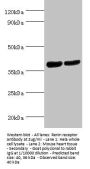 ATP6AP2 Antibody