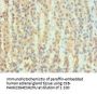 ATP6AP2 Antibody