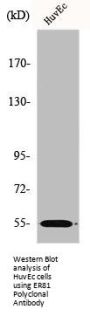 ETV1 Antibody
