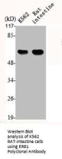 ETV1 Antibody