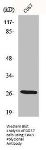HSD17B10 Antibody
