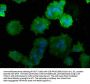 ATP6V1C1 Antibody