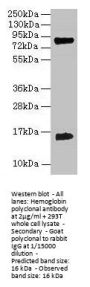 Hemoglobin Antibody