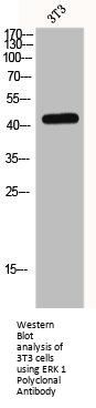 MAPK3 Antibody