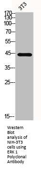 MAPK3 Antibody