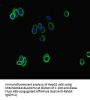 ATP8B1 Antibody