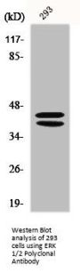 MAPK3/MAPK1 Antibody
