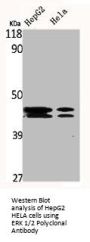 MAPK3/MAPK1 Antibody