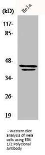 MAPK3/MAPK1 Antibody