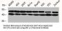 MAPK3/MAPK1 Antibody