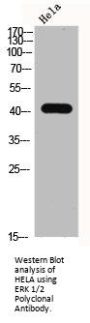 MAPK3/MAPK1 Antibody