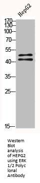 MAPK3/MAPK1 Antibody
