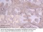ATP9A Antibody