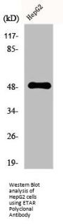 EDNRA Antibody