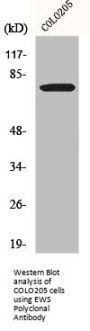 EWSR1 Antibody