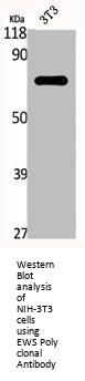 EWSR1 Antibody