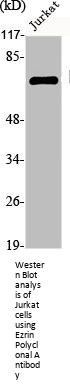 EZR Antibody