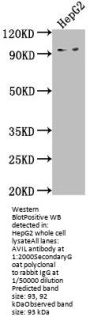 AVIL Antibody