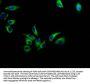 AVPR1A Antibody