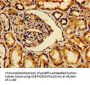 AVPR2 Antibody