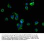 AVPR2 Antibody