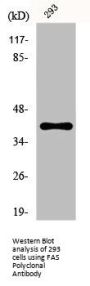 FAS Antibody
