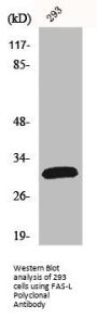 FASLG Antibody