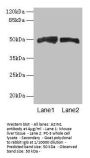 AZIN1 Antibody