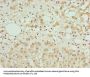 AZIN1 Antibody