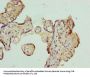 AZIN1 Antibody
