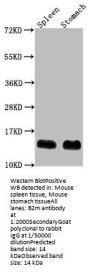 B2m Antibody