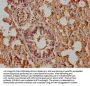 B2m Antibody
