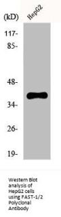 FOXH1 Antibody