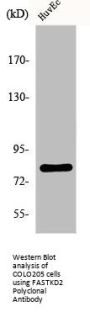FASTKD2 Antibody