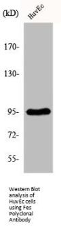 FES Antibody