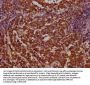 BAG3 Antibody