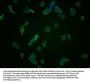 BAG3 Antibody