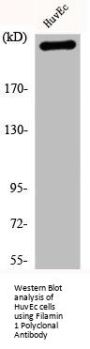 FLNA Antibody
