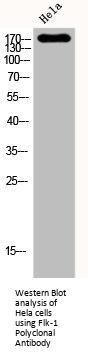 KDR Antibody